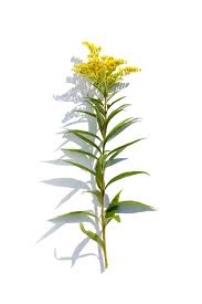 Attēlu rezultāti vaicājumam “Solidago canadensis”