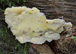 Attēlu rezultāti vaicājumam “Flaviporus citrinellus”