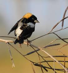 Image result for Dolichonyx oryzivorus