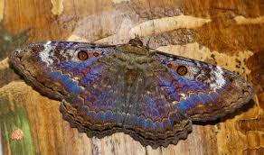 Attēlu rezultāti vaicājumam “Rusina ferruginea male”