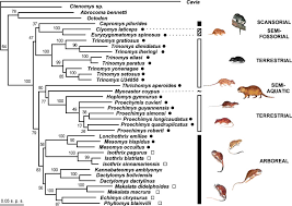 Attēlu rezultāti vaicājumam “Rodentia”