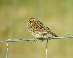 Image result for Emberiza pusilla