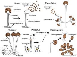 Attēlu rezultāti vaicājumam “Herzogiella seligeri sporophyte”