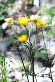 Attēlu rezultāti vaicājumam “Ranunculaceae”