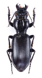 Attēlu rezultāti vaicājumam “Broscus cephalotes”