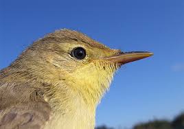 Image result for Hippolais polyglotta