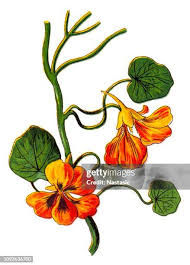 Attēlu rezultāti vaicājumam “Tropaeolum majus fruit”