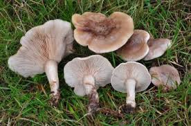 Attēlu rezultāti vaicājumam “Lepista sp.”