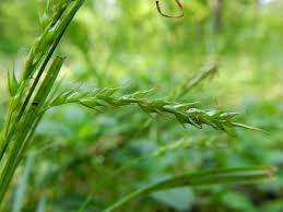 Attēlu rezultāti vaicājumam “Carex sylvatica leaf”
