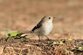 Attēlu rezultāti vaicājumam “Ficedula hypoleuca female”