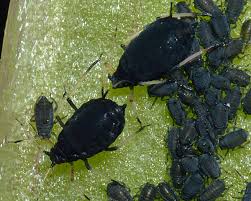 Attēlu rezultāti vaicājumam “Aphis fabae”