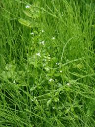 Attēlu rezultāti vaicājumam “Galium trifidum”