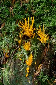 Attēlu rezultāti vaicājumam “Calocera viscosa”