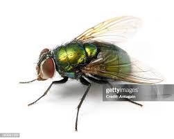 Attēlu rezultāti vaicājumam “Insecta”