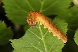 Attēlu rezultāti vaicājumam “Tenthredo campestris”