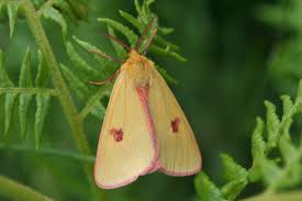 Attēlu rezultāti vaicājumam “Diacrisia sannio”