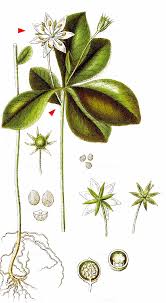 Attēlu rezultāti vaicājumam “Trientalis europaea leaf”