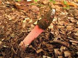 Attēlu rezultāti vaicājumam “Mutinus ravenelii”