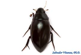 Attēlu rezultāti vaicājumam “Hydrophilidae”