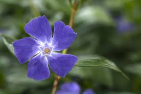 Attēlu rezultāti vaicājumam “Vinca minor”