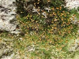 Attēlu rezultāti vaicājumam “Seligeria pusilla”