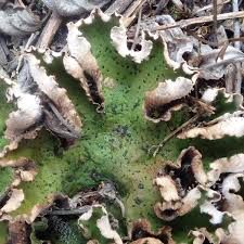 Attēlu rezultāti vaicājumam “Peltigera aphthosa”