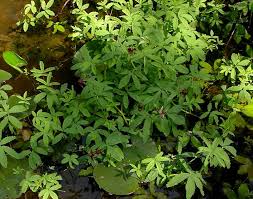 Attēlu rezultāti vaicājumam “Comarum palustre leaf”