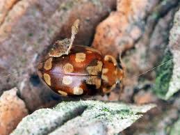 Attēlu rezultāti vaicājumam “Myrrha octodecimguttata”