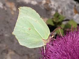 Attēlu rezultāti vaicājumam “Gonepteryx rhamni female”