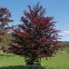 Attēlu rezultāti vaicājumam “Fagus sylvatica fo. purpurea fruit”