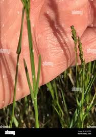 Attēlu rezultāti vaicājumam “Poa compressa leaf”