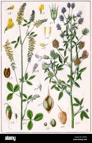 Attēlu rezultāti vaicājumam “Medicago”