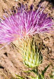 Attēlu rezultāti vaicājumam “Cirsium x rigens flower”