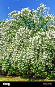 Attēlu rezultāti vaicājumam “Philadelphus coronarius”