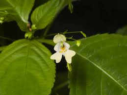 Attēlu rezultāti vaicājumam “Impatiens parviflora leaf”