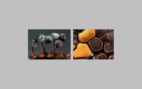 Attēlu rezultāti vaicājumam “myxomicetes”