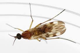 Attēlu rezultāti vaicājumam “Nematocera”