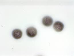 Attēlu rezultāti vaicājumam “Diderma subincarnatum”