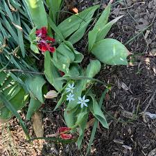 Attēlu rezultāti vaicājumam “Ornithogalum umbellatum flower”