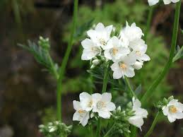 Image result for Polemonium coeruleum album