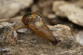 Attēlu rezultāti vaicājumam “Fruticola fruticum”