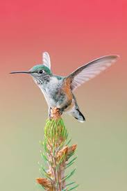 Image result for Ingarfield Condor Team