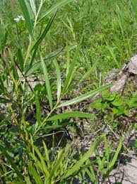 Attēlu rezultāti vaicājumam “Salix Vetrix”