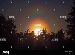 Attēlu rezultāti vaicājumam “pollen corona”