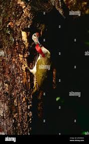 Attēlu rezultāti vaicājumam “Picus viridis nest”