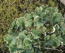 Attēlu rezultāti vaicājumam “Peltigera leucophlebia”