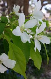 Attēlu rezultāti vaicājumam “Malus mandshurica”