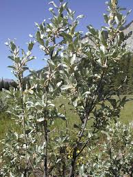 Attēlu rezultāti vaicājumam “Elaeagnus commutata”