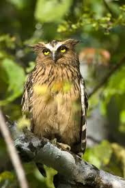 Attēlu rezultāti vaicājumam “Bubo bubo adult”