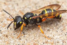 Attēlu rezultāti vaicājumam “Cerceris arenaria”